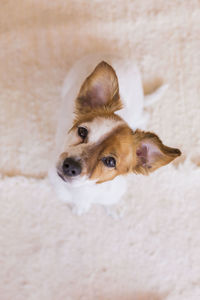 High angle view of dog looking away