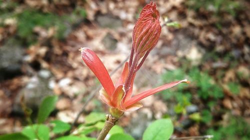 Close-up of red flower