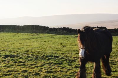 Horse walking on grassy field against sky
