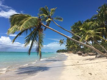 Palm trees on beach against sky