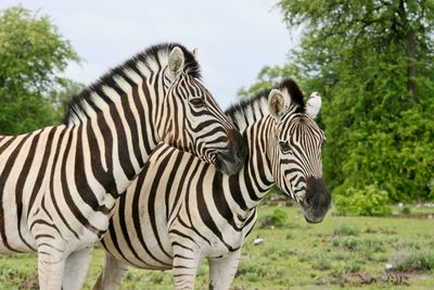 Side on portrait of two wild burchell's zebra equus quagga burchellii cuddling  namibia.