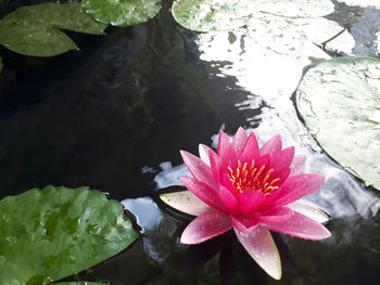 Close-up of lotus water lily in lake