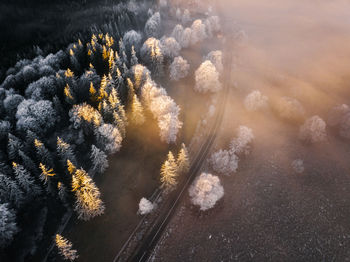 Aerial view of frozen forest at majestic sunrise in the wilderness forest. road from above.