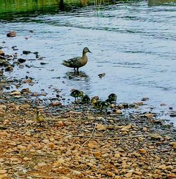 Ducks on lake