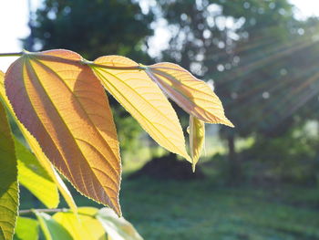 Close-up of yellow leaves on plant