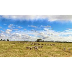 Scenic view of grassy field against cloudy sky