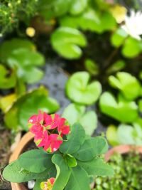 Close-up of pink flowering plant