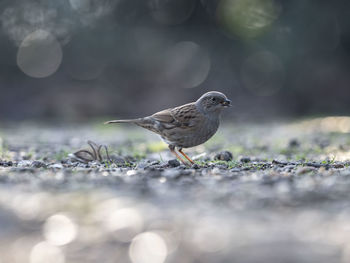 Close-up of bird perching on a land