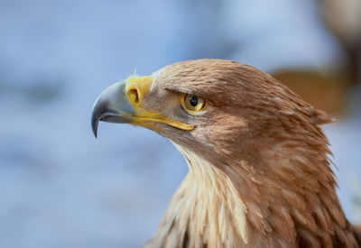 Close-up of eagle against blurred background