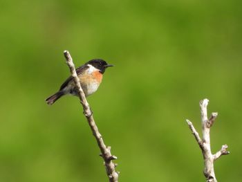 Close-up of bird perching on branch