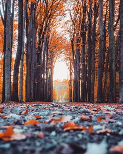 Trees in forest during autumn