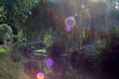 View of multi colored trees against blurred background