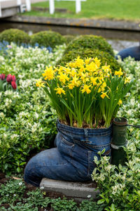 Close-up of yellow flowering plants on field