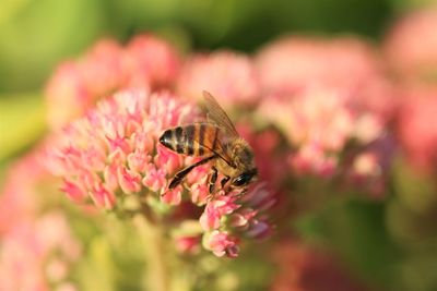 Close-up of butterfly on pink flower