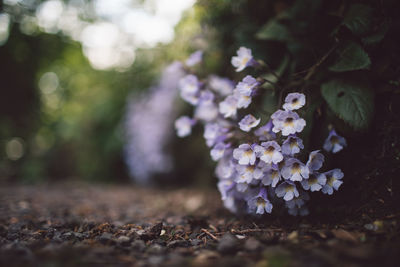 Close-up of purple flowering plant on field