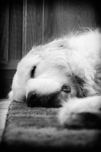 Close-up of a dog resting