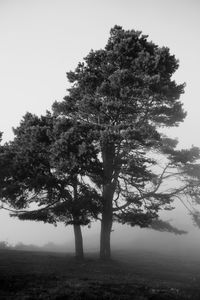 Tree on field against clear sky