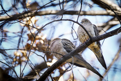 Low angle view of eagle perching on branch