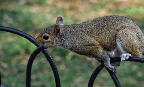 Close-up of squirrel