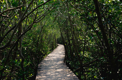 Footpath amidst trees in forest