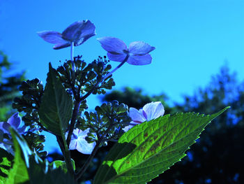 Close-up of purple flowering plant