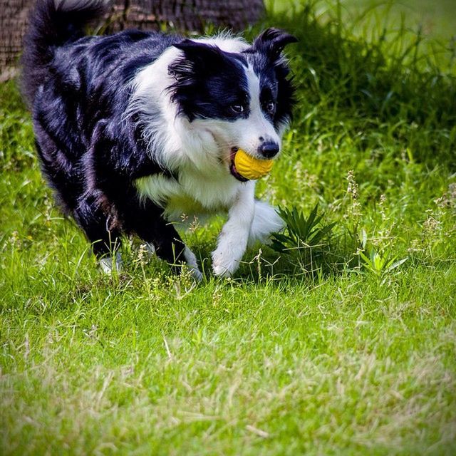 animal themes, one animal, domestic animals, grass, pets, mammal, grassy, field, dog, green color, white color, no people, selective focus, nature, day, lawn, outdoors, animal head, black color, portrait