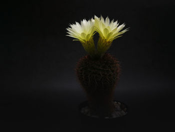 Close-up of cactus flower against black background