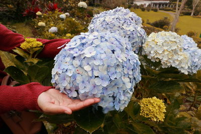 Close-up of hand holding bouquet