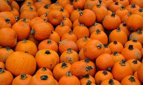 Full frame shot of pumpkins for sale at market stall