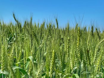 Scenic view of agricultural field against clear sky