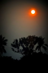 Silhouette of trees at sunset