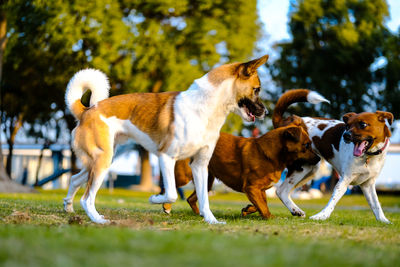 Herd of a dog on field