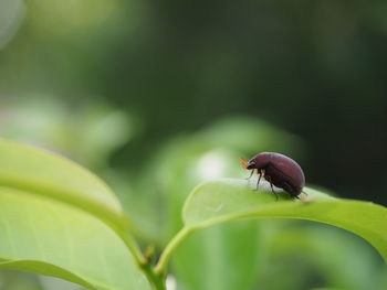 Close-up of insect on leaf