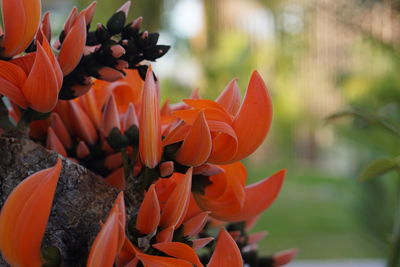 Close-up of orange flowering plants