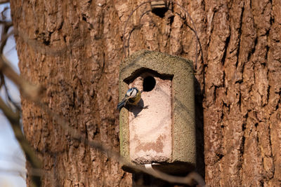 Close-up of tree trunk with birdhouse