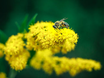 Close-up of honeybee on yellow