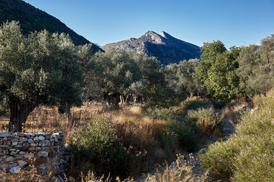 Scenic view of mountains against clear blue sky