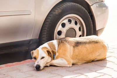 Dog sleeping in car