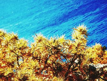 Low angle view of plants against sky