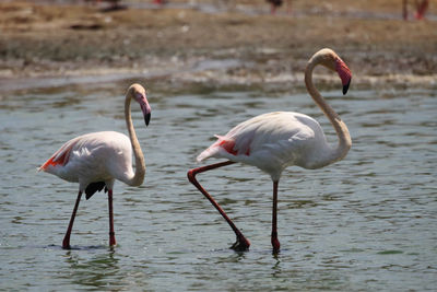 Flamingos in lake on sunny day