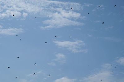 Low angle view of birds flying in sky