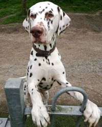 Dog sitting on grass