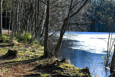 Scenic view of lake in forest