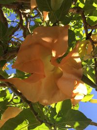 Low angle view of flowers growing on tree