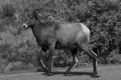 Side view of horse standing on field
