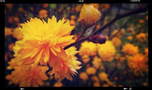 Close-up of yellow flower