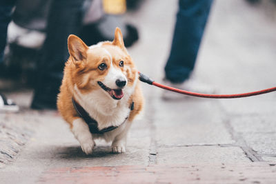 Close-up of dog