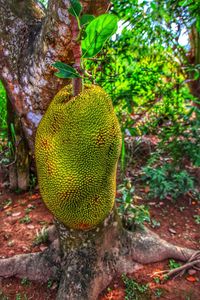 Close-up of fruits growing on tree