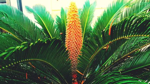 Close-up of palm tree against sky