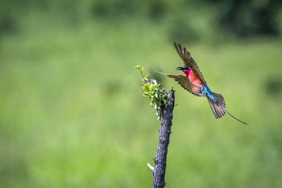 Bird perching on plant